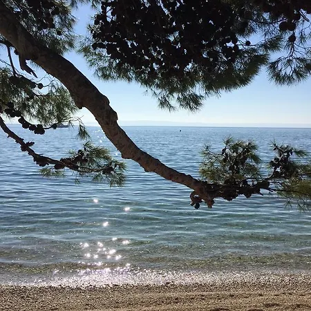 Barbara * لوكفا روجوزنيكا